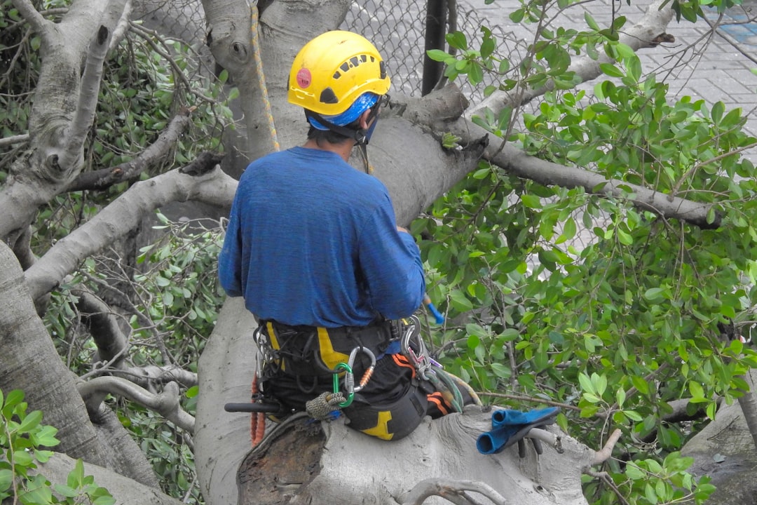 Tree service crew working in Longview, TX
